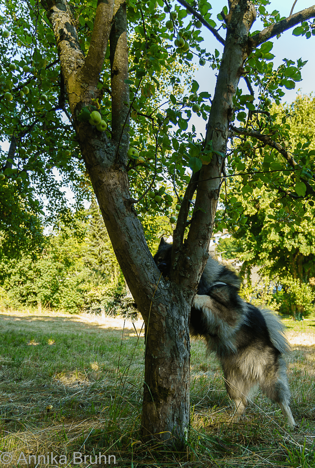 Q am Suchen seiner Leckerlis!